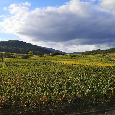 Cocon De Caractere Au Coeur Des Vignes Alsaciennes Apartment Bergheim Luaran gambar