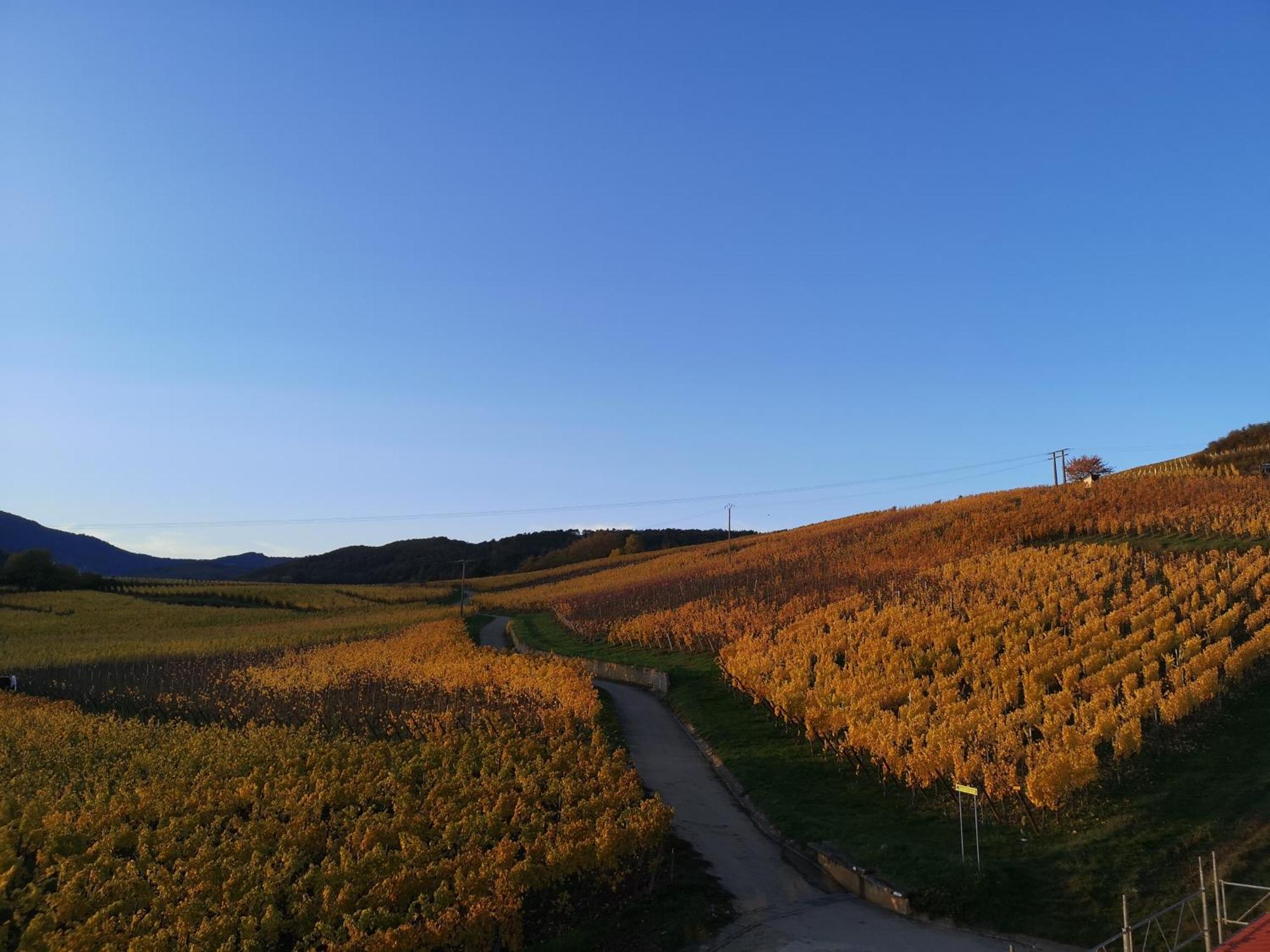 Cocon De Caractere Au Coeur Des Vignes Alsaciennes Apartment Bergheim Luaran gambar